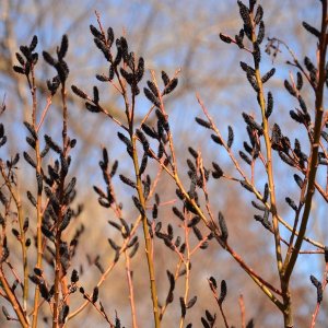 Vŕba čiernokvetá (Salix Gracilistyla Melanostachys) ´KUROME´ - výška 130-160cm, kont. C5L